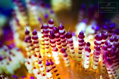 2013 - PHILIPPINES - Malapascua
Nudibranche
60MM_F4-1/60S 2013 - PHILIPPINES - Malapascua
Nudibranche
60MM_F4-1/60S